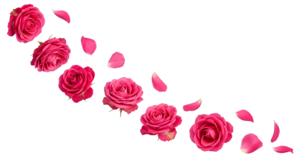Diagonal wave of pink roses and rose petals PNG. Flying flower heads and loose petal flow. Romantic floral border decoration for valentine day isolated
