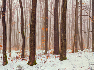 snow covered forest, winter time