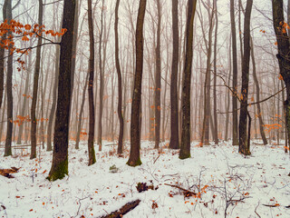 snow covered forest, winter time