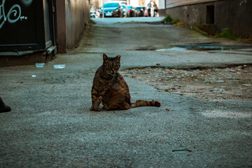 cat on the street © Daniels