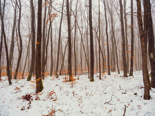 snow covered forest, winter time