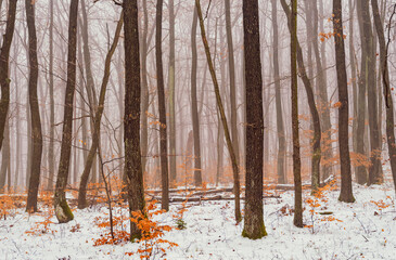 snow covered forest, winter time