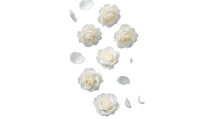 Falling white roses and rose petals rain PNG. Vertical stream of flying flower heads and loose petal elements. Gentle floral background for design isolated