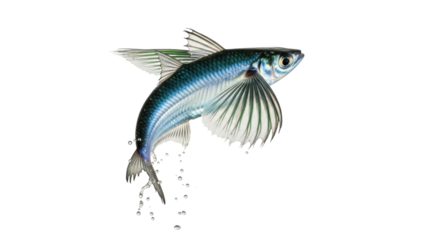 Isolated Exocoetidae or Flying Fish in Mid-Air - Sea Animal with Extended Pectoral Fins