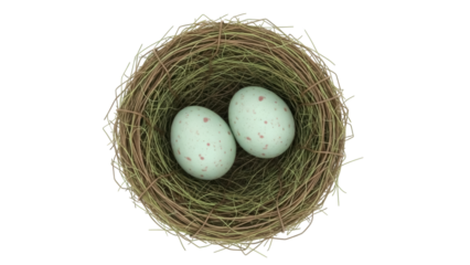 Isolated Bird nest containing two speckled eggs, natural bird nest with pale speckled eggs