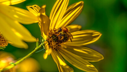 Bee Collecting Pollen on Bright Yellow Wildflower in Summer Sunlight