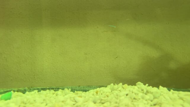Vibrant Goldfish Swimming in Home Aquarium - Peaceful Pet Life.