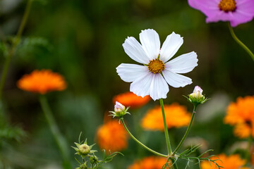 Cosmos flower in a garden