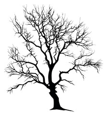 Fototapeta premium Silhouette illustration of a bare tree depicting intricate leafless branches for seasonal and nature designs
