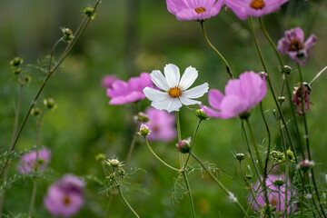 Cosmos flower in a garden