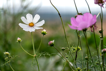 Cosmos flower in a garden