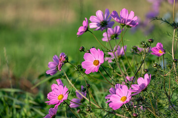 Cosmos flower in a garden