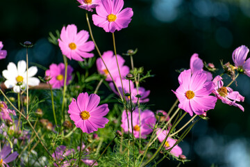 Cosmos flower in a garden
