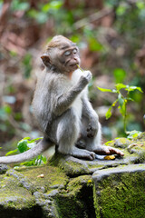 Fototapeta premium Close-ups of monkeys in their natural habitat in Indonesia, relaxing on trees and rocks, immersed in the peaceful tropical landscape.