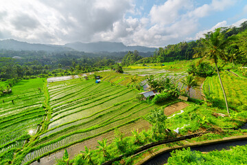 Awesome view of scenic rice terraces in Bali, Indonesia
