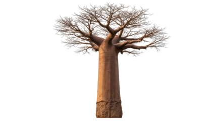 Isolated baobab tree in winter, with a thick trunk and bare branches, against a bright sky