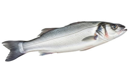 Isolated European Seabass on display ready for cooking or sale, a healthy protein source