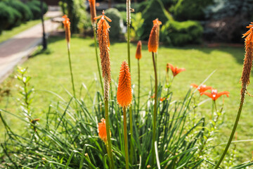 Kniphofia orange flower against lush green lawn on a bright summer day.