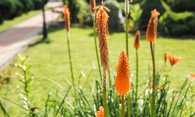 Kniphofia orange flower against lush green lawn on a bright summer day.