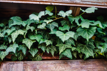 An Ivy plant on a wooden building.