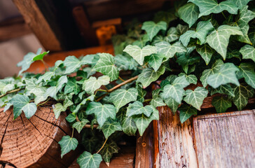 An Ivy plant on a wooden building.