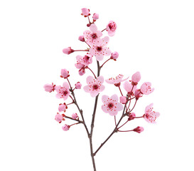 Cherry blossom branch with soft pink flowers Isolated on white background