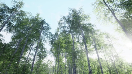 Fototapeta premium Sunlight filters through a dense forest canopy, illuminating the vibrant green foliage. Tall trees stretch upward, creating a serene atmosphere filled with natures harmony.