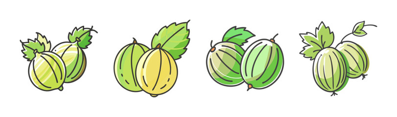 Gooseberry fruit whole and cut, hand-drawn vector illustration