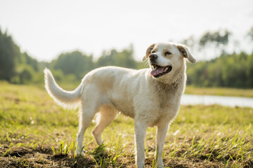 Happy mixed breed dog with Labrador type appearance walking and relaxing outdoors near a lake....