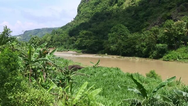 The banana plants or Musa that grow well on the riverbanks with elephant grass or Cenchrus purpureus plants growing around them and are usually used as animal feed such as for cows and goats