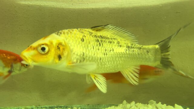 Home Aquarium - Peaceful Pet Life.