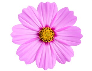 Isolated, radiant pink blossom with a vibrant yellow center