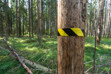 Forest trails.A sticker on a tree that will be cut down.Deforestation.Black and yellow construction...
