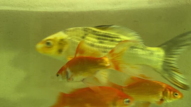 Goldfish Swimming in Home Aquarium - Peaceful Pet Life.
