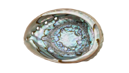 Isolated Abalone shell interior, vibrant iridescent colors, natural sea treasure decor