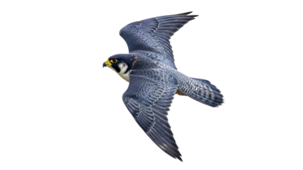 Isolated Peregrine Falcon in Flight – Powerful Bird of Prey, Winged Predator in Action
