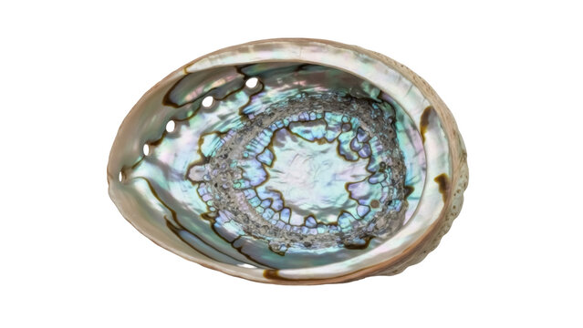 Isolated Abalone shell interior, vibrant iridescent colors, natural sea treasure decor