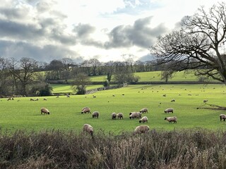 sheep in a farm field in the English countryside