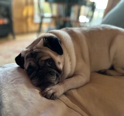Pug dog sleeping on the sofa 