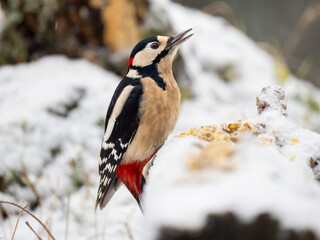 untspecht, Dendrocopos major