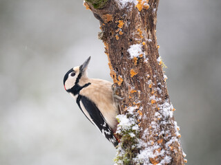 untspecht, Dendrocopos major