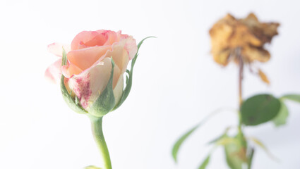 Uma rosa com vigor e uma rosa morrendo. Natureza.