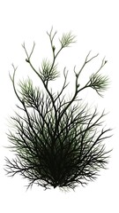 Green Fern Plant Illustration Nature Decoration Artwork Design