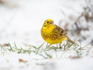 Goldammer, Yellowhammer, Emberiza citrinella
