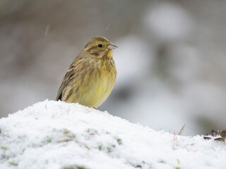 Goldammer, Yellowhammer, Emberiza citrinella