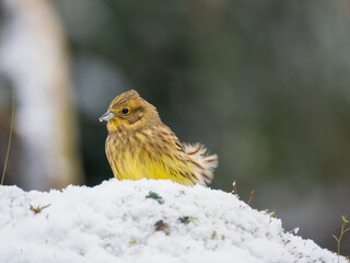 Goldammer, Yellowhammer, Emberiza citrinella