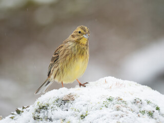 Goldammer, Yellowhammer, Emberiza citrinella