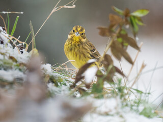Goldammer, Yellowhammer, Emberiza citrinella