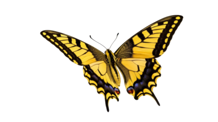 Isolated Eastern tiger swallowtail butterfly, detailed wings with yellow and black pattern