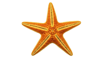 Isolated orange starfish on a plain surface, marine invertebrate, sea life, echinoderm